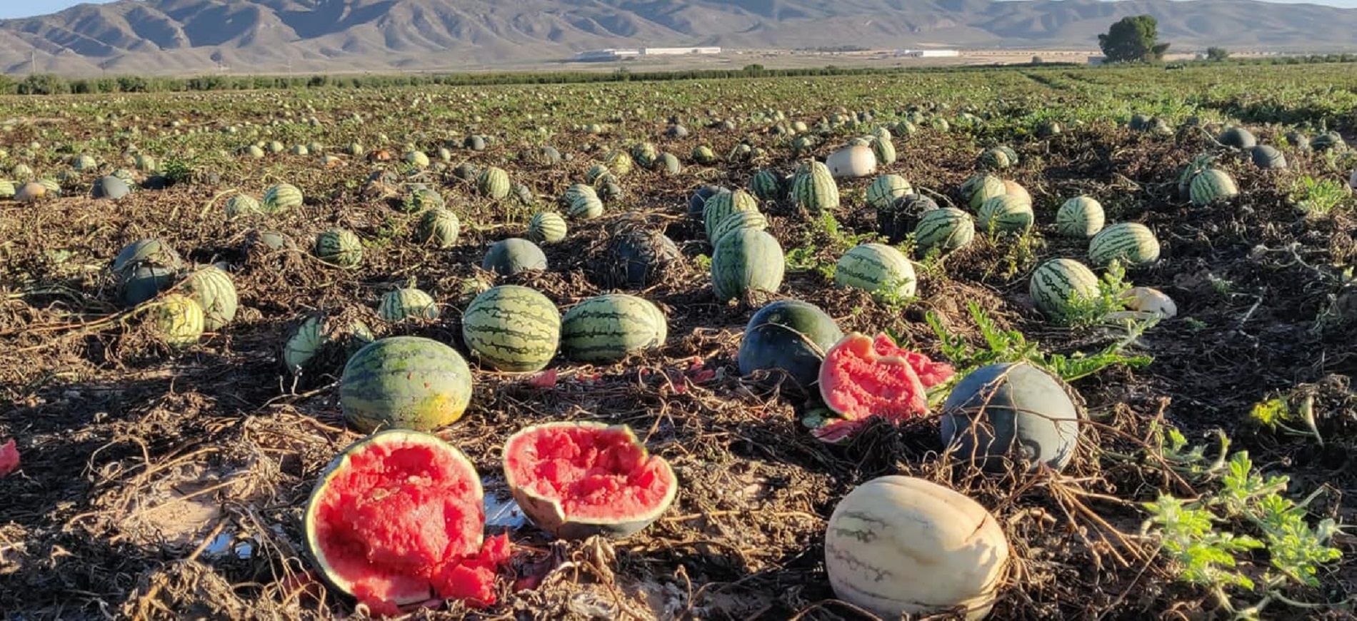 José Alfonso, agricultor: “Uso las sandías como abono porque me las compran a cinco céntimos”