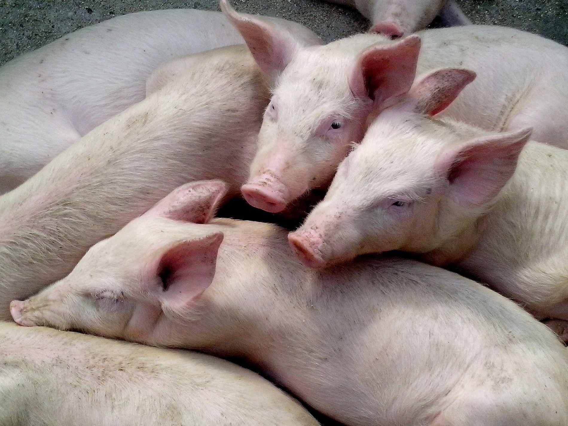 China importará más carne de cerdo