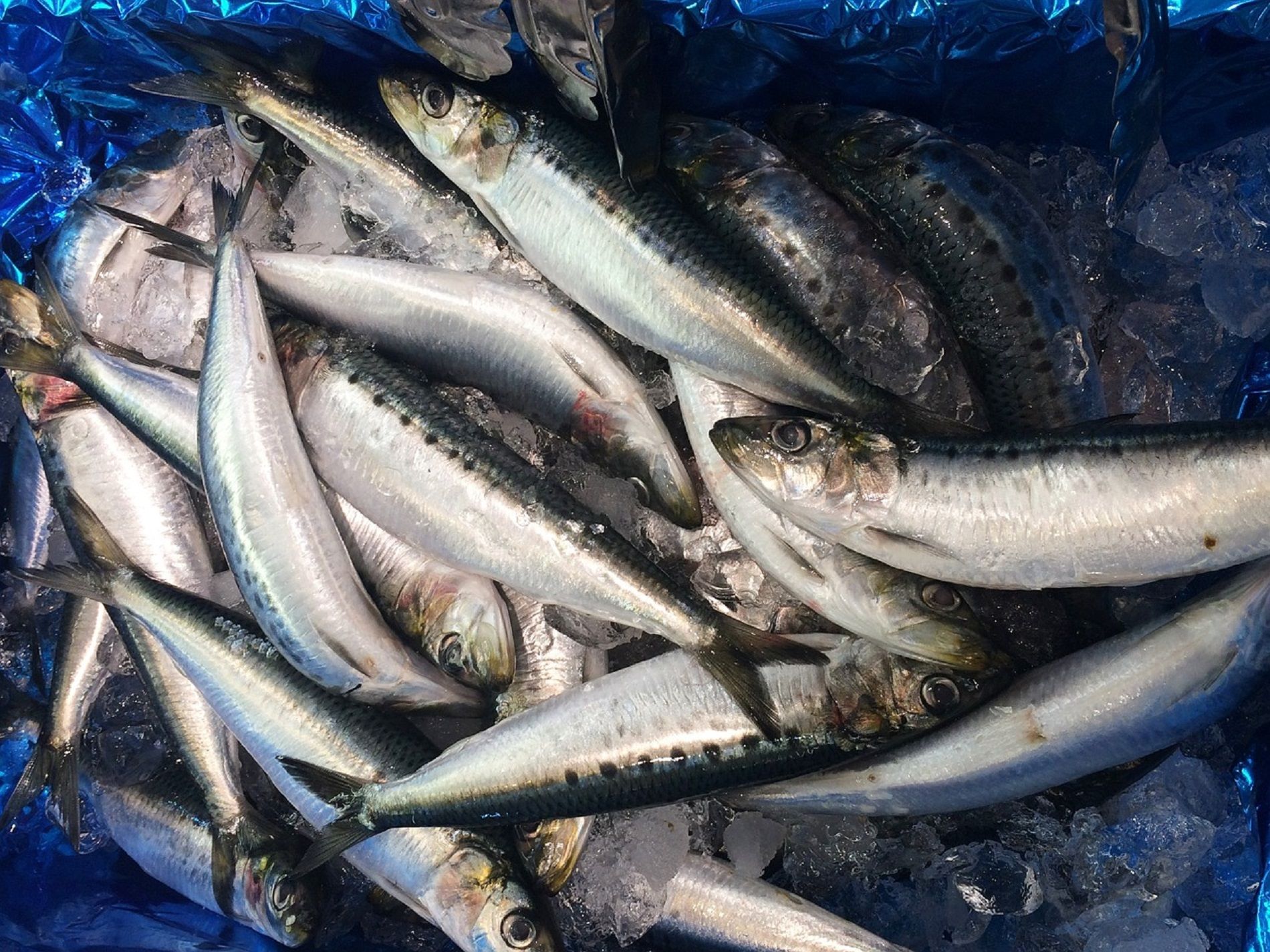 Si te preocupan el colesterol y la diabetes, incluye sardinas en tu dieta