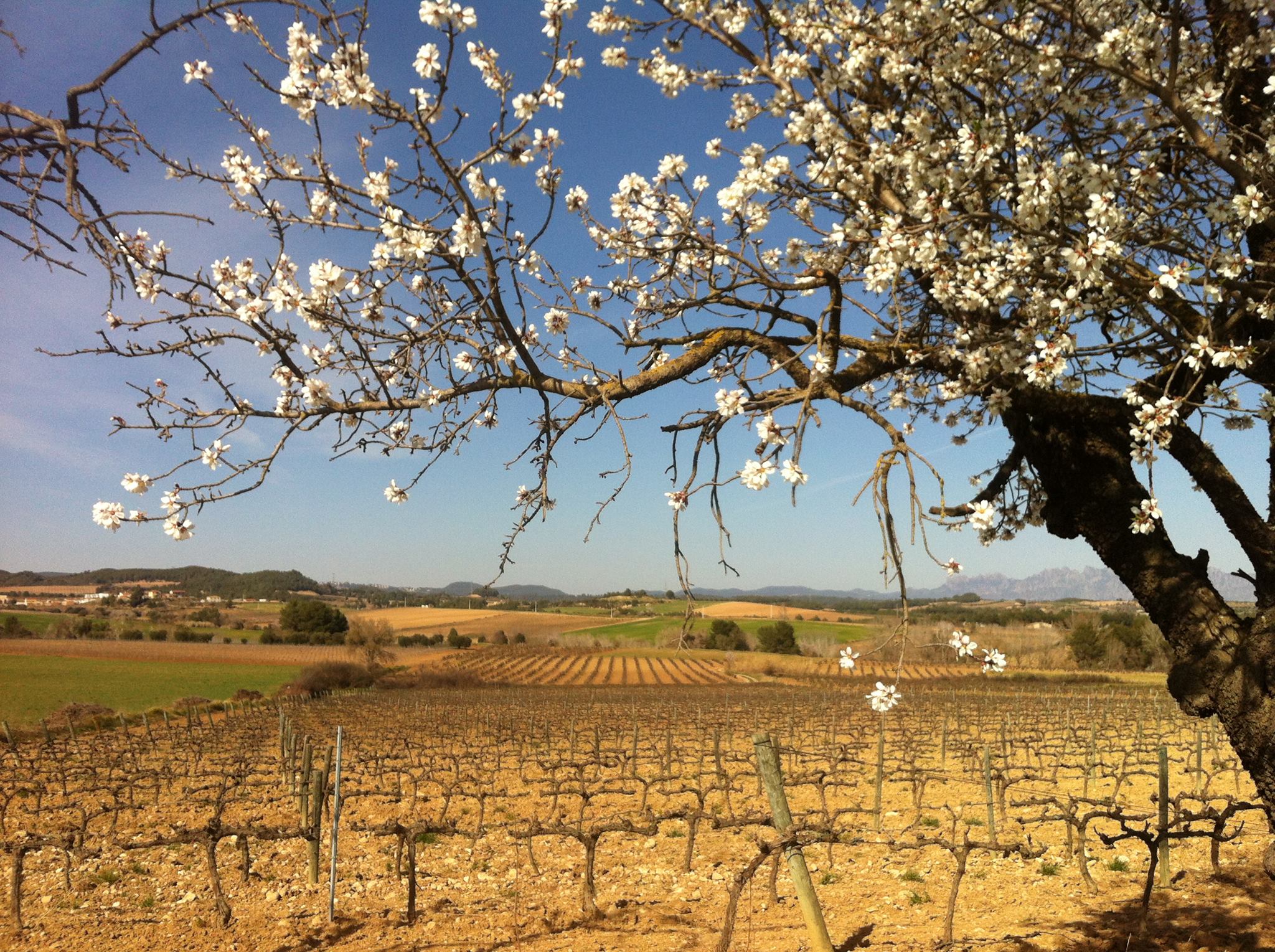 DO Penedès, tierra de blancos