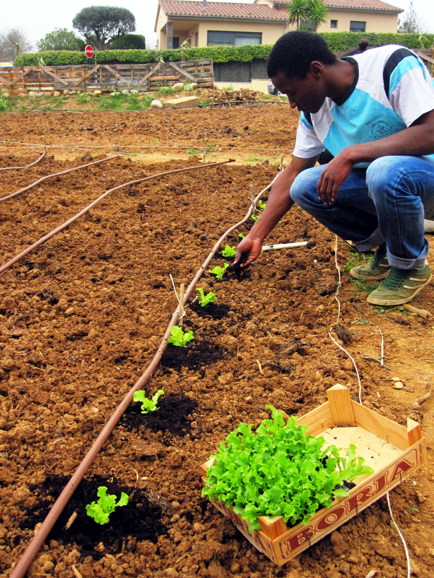 La sequera encareix la cistella de la compra