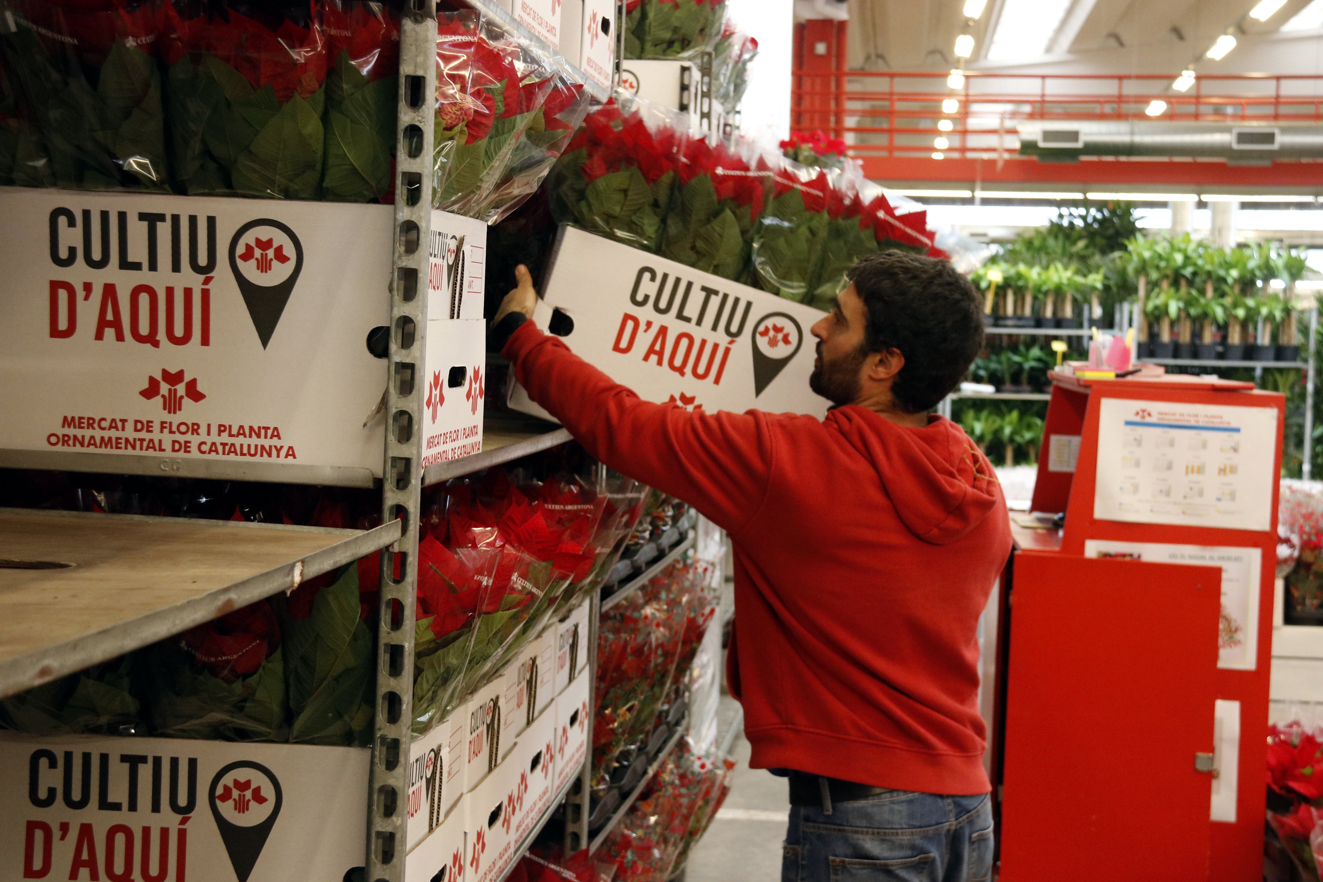 La ponsetia va de baja, ¿por culpa de la política?