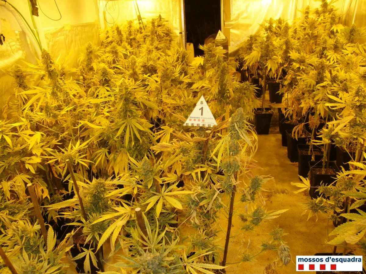 Detenidos los responsables de dos plantaciones de marihuana en el Tarragonès y Baix Penedès