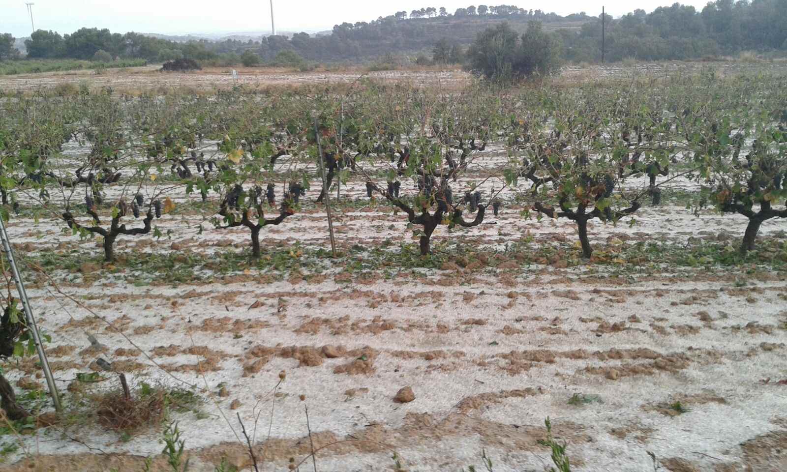 Danys del 80 i 90% a les vinyes de la Terra Alta per una pedregada
