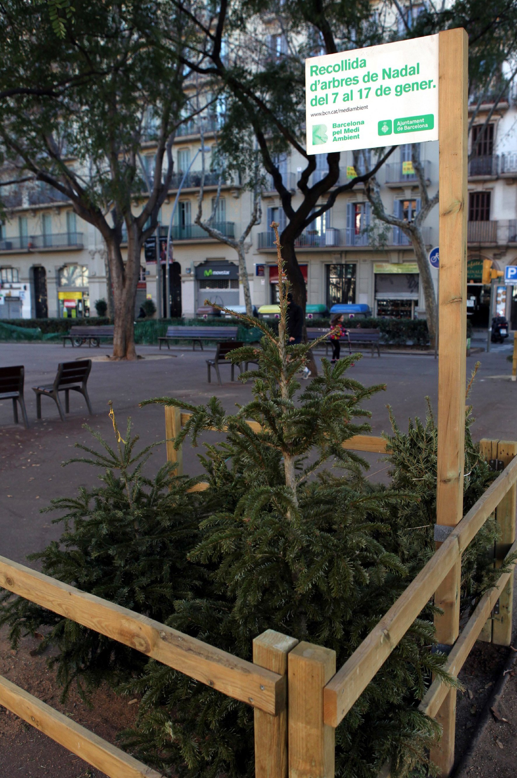 Barcelona habilita 224 puntos de recogida de árboles de Navidad