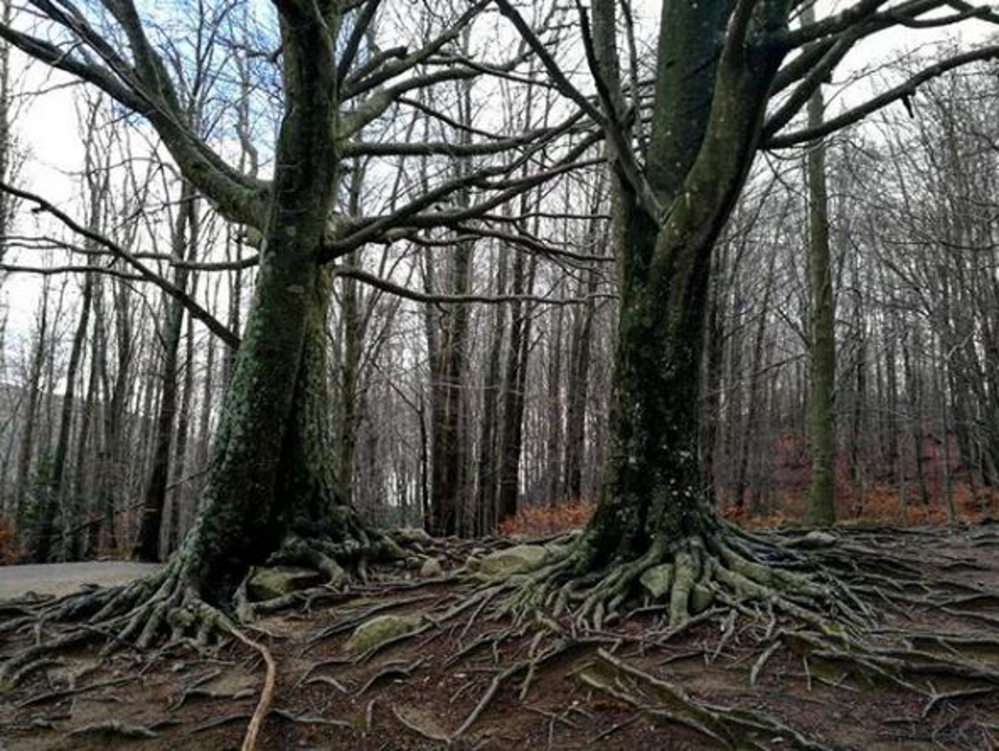 Junqueras, en Instagram: "Vamos, vamos y vamos, sin desfallecer"