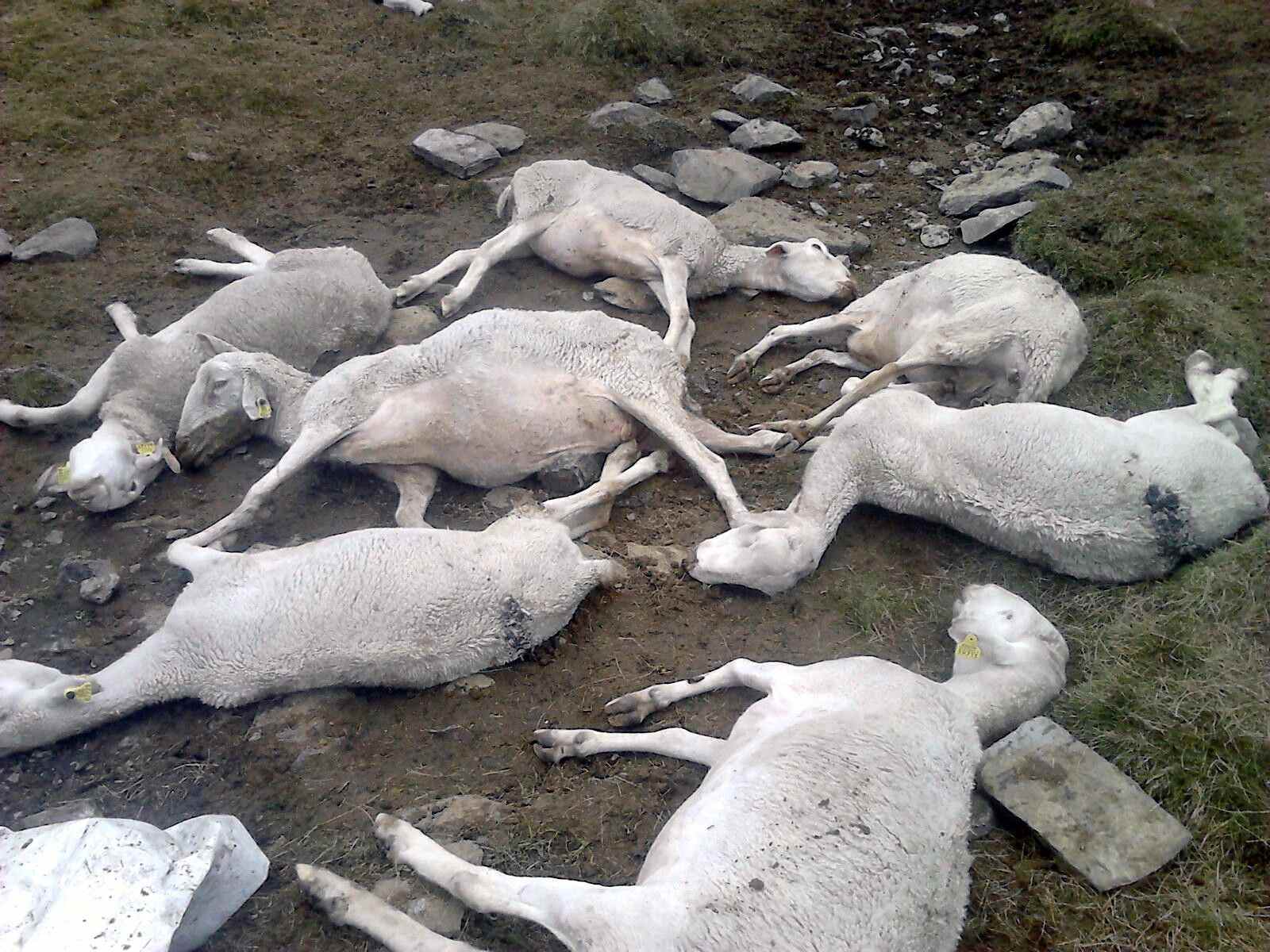 Doce ovejas muertas como consecuencia del ataque de un oso en el Pallars Sobirà