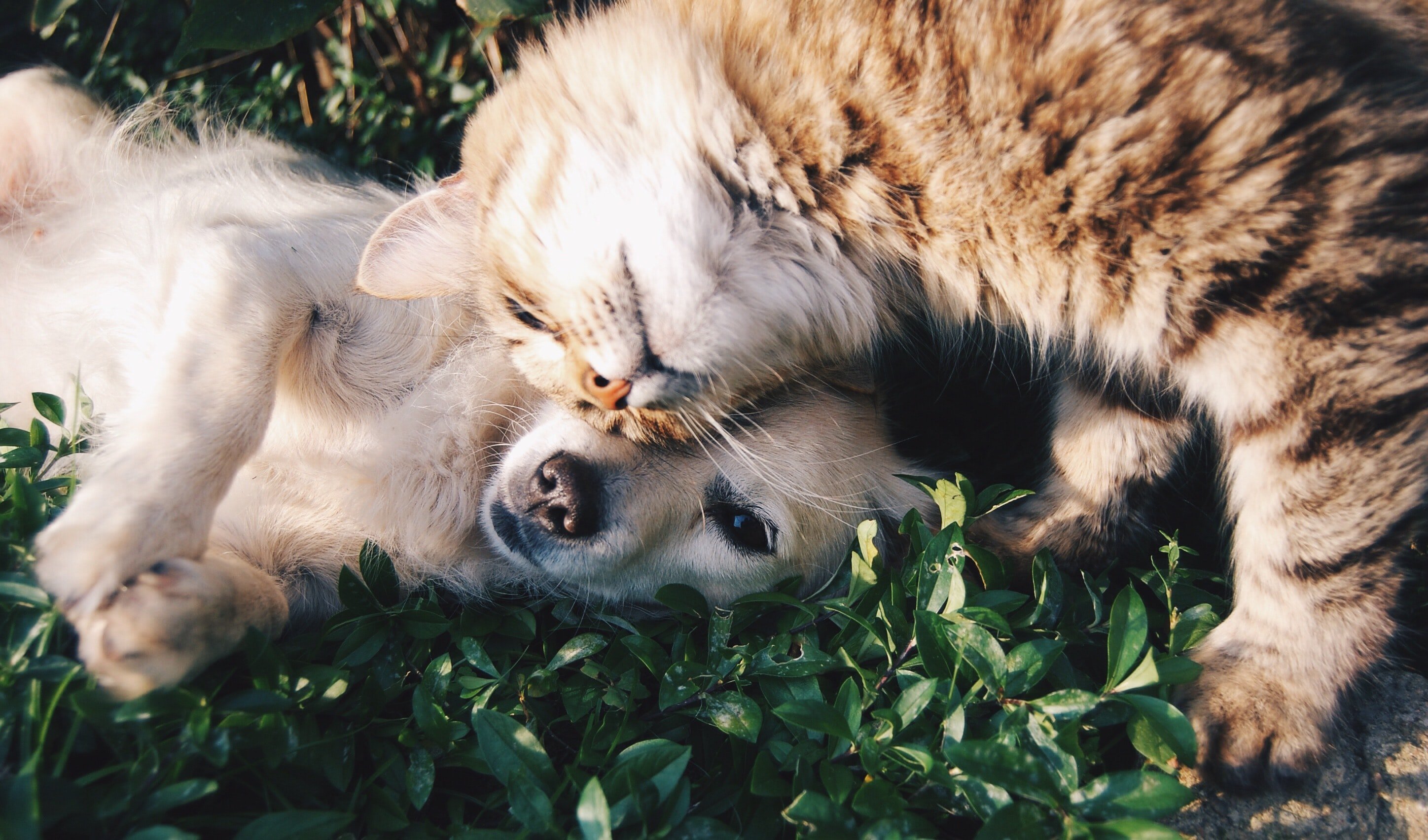 Veterinarios piden que la vacuna contra la rabia vuelva a ser obligatoria para perros, gatos y hurones