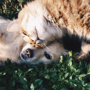 Veterinaris demanen que la vacuna contra la ràbia torni a ser obligatòria per a gossos, gats i fures