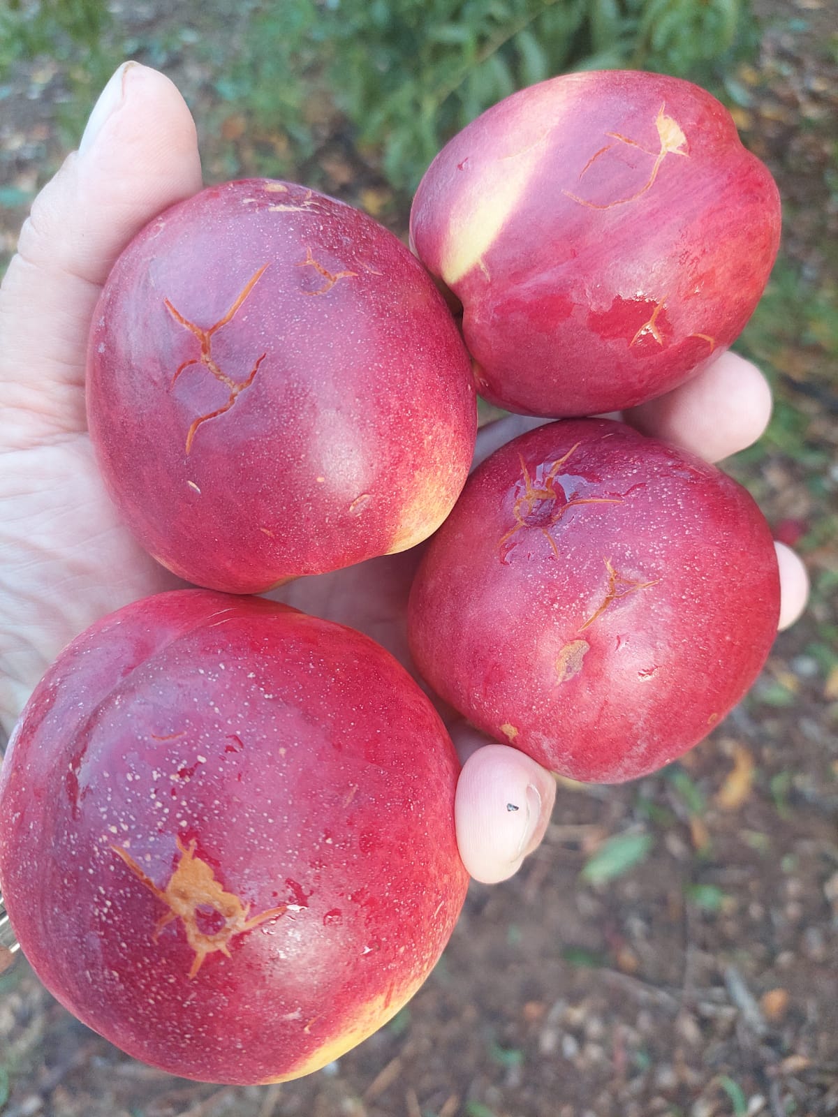 La piedra destroza la fruta a la Portella / Foto: Asaja Lleida