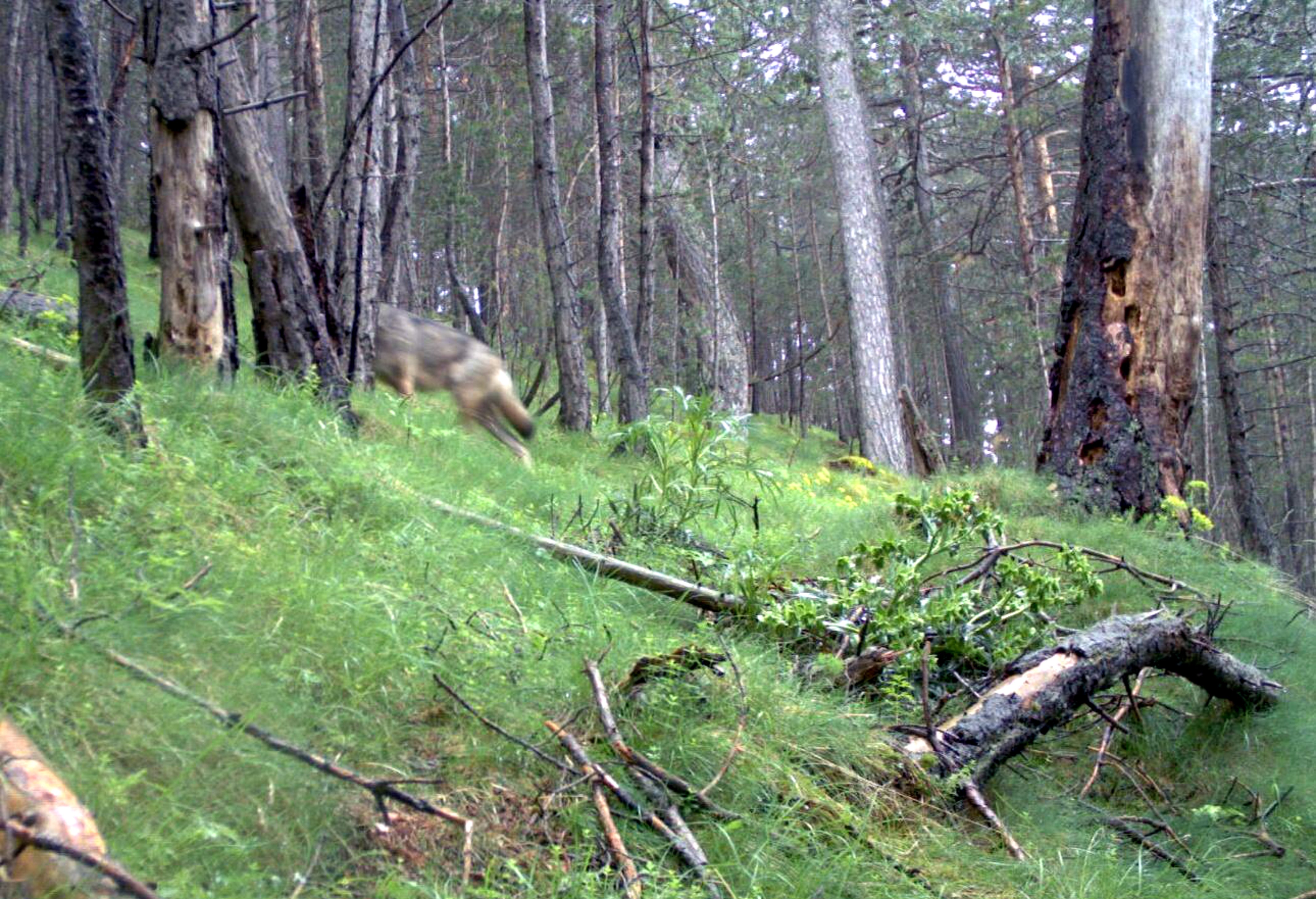 El animal atropellado encontrado en Mont-ras es un lobo