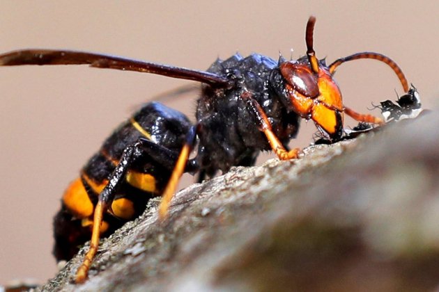 asi es la avispa velutina o asiatica el insecto que ha hecho saltar las alarmas en galicia asi es la avispa velutina o asiatica el insecto que ha hecho saltar las alarmas en galicia