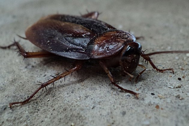 /uploads/s1/35/52/62/25/cucaracha-pixabay_15_630x420.jpeg /uploads/s1/35/52/62/25/cucaracha-pixabay_15_630x420.jpeg