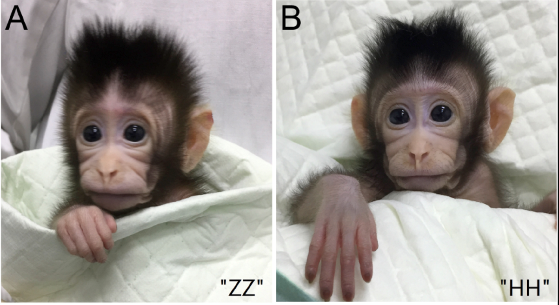 micos clonats zhong hua
