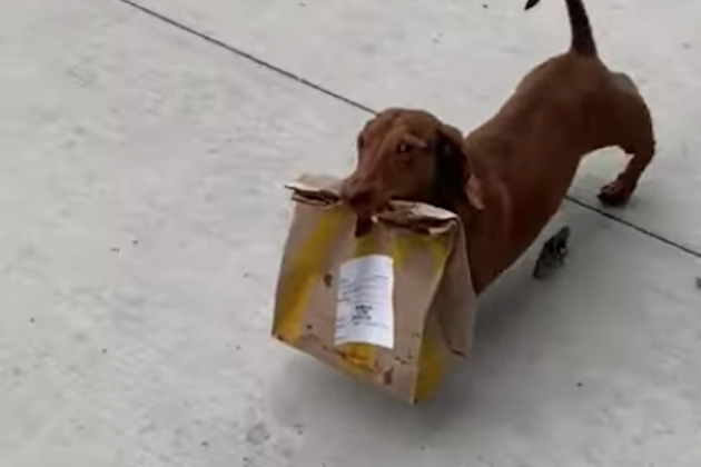 Perro salchicha reparte comida YouTube