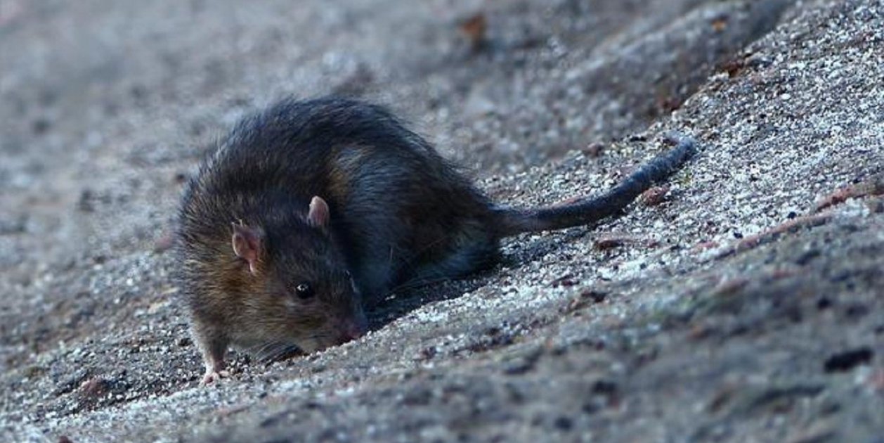 Denuncian una plaga de ratas en el distrito de Sant Martí de Barcelona