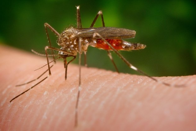 /uploads/s1/36/10/44/78/mosquito-aedes-japonicus-wikipedia_15_630x420.jpeg /uploads/s1/36/10/44/78/mosquito-aedes-japonicus-wikipedia_15_630x420.jpeg