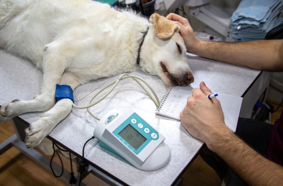 Perro veterinario
