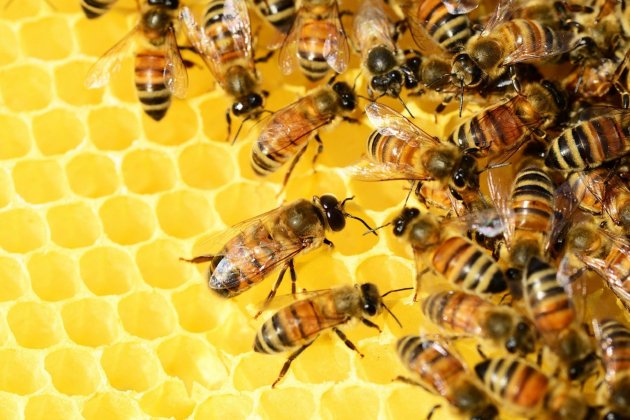 Abejas miel Pixabay Abejas miel Pixabay