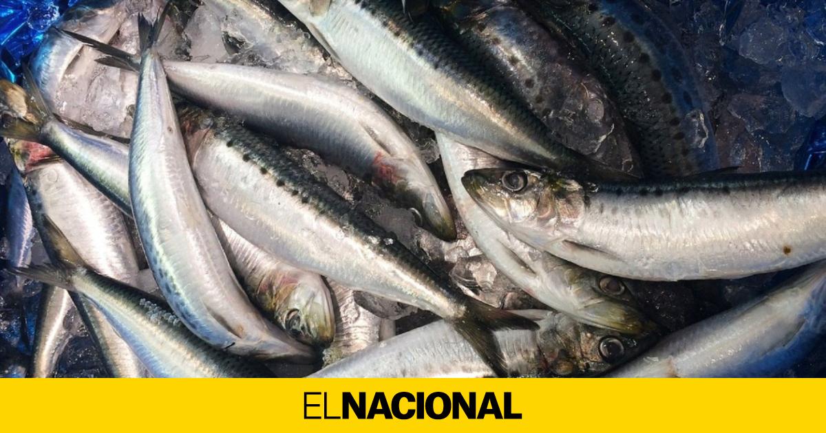 Si te preocupan el colesterol y la diabetes, incluye sardinas en tu dieta