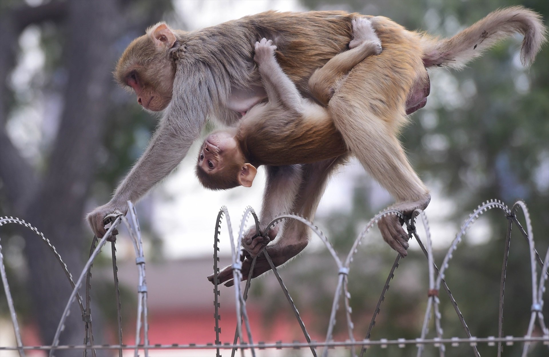 La OMS condena los ataques a monos asesinados en Brasil por el miedo creciente a la viruela del mono
