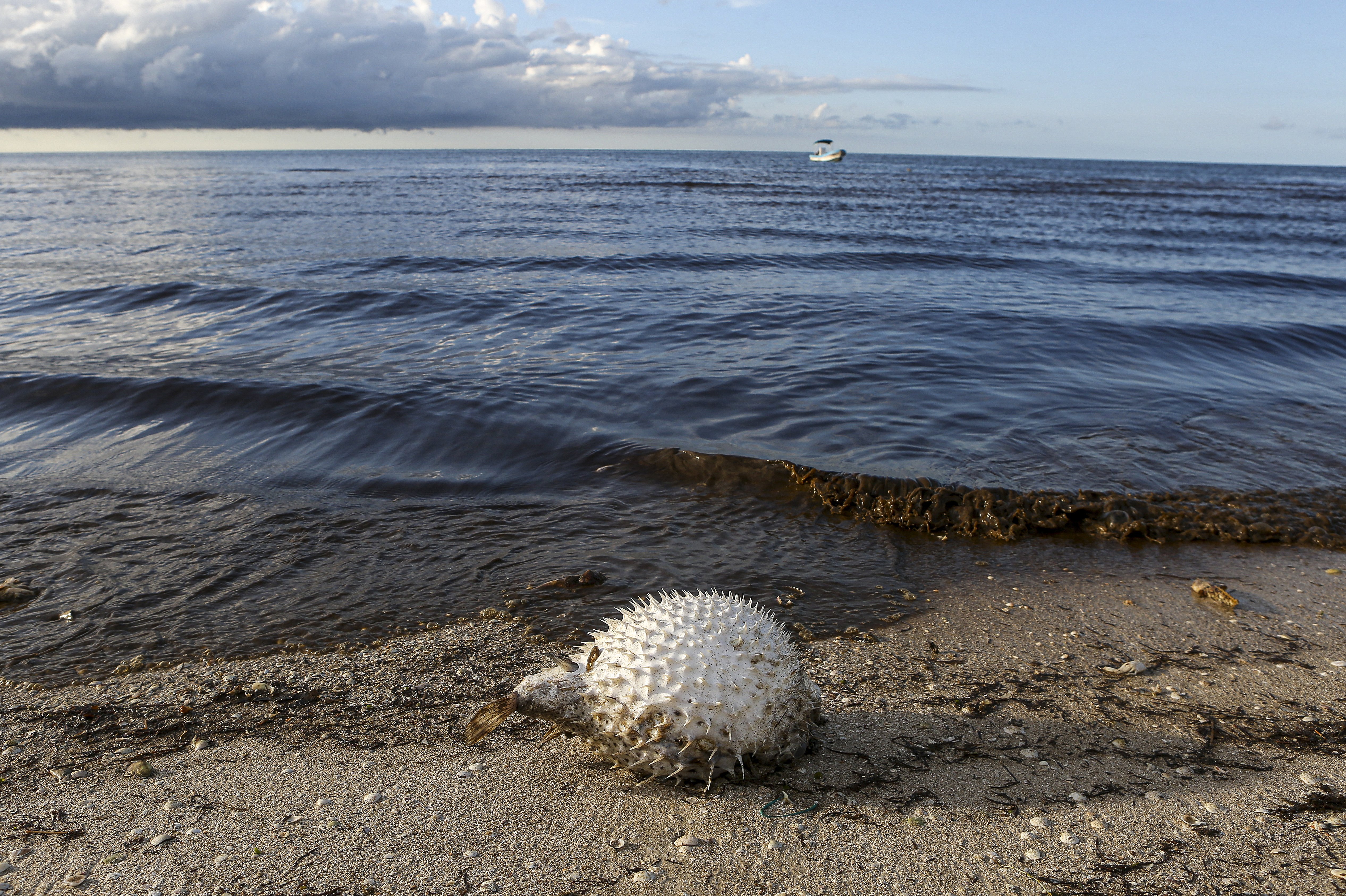 Telchac Puerto (Mèxic)