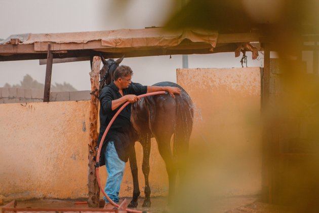 Hombre lavando a un caballo / Unsplash