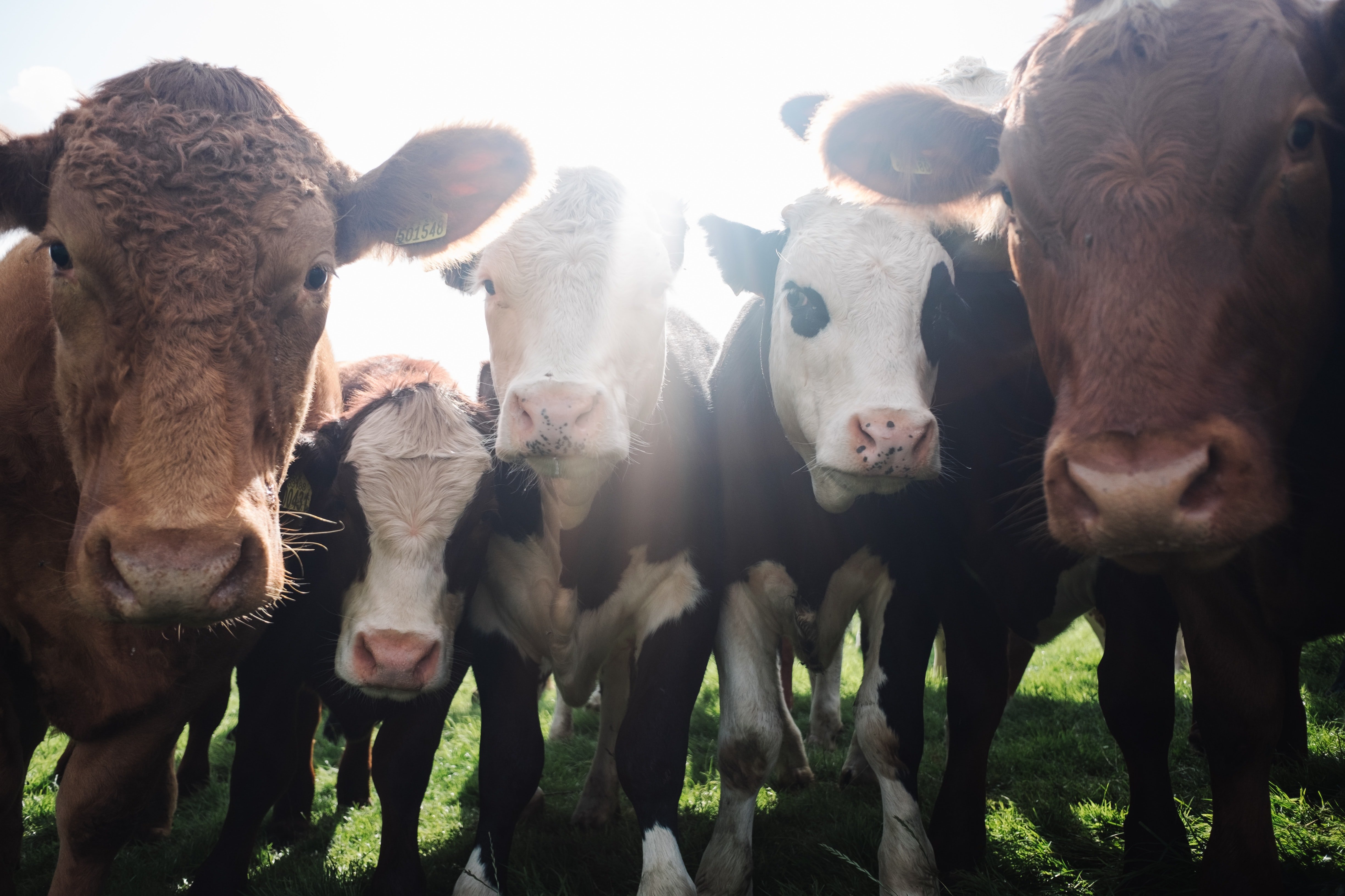 Què és millor per al planeta: dieta climatariana o vegana?