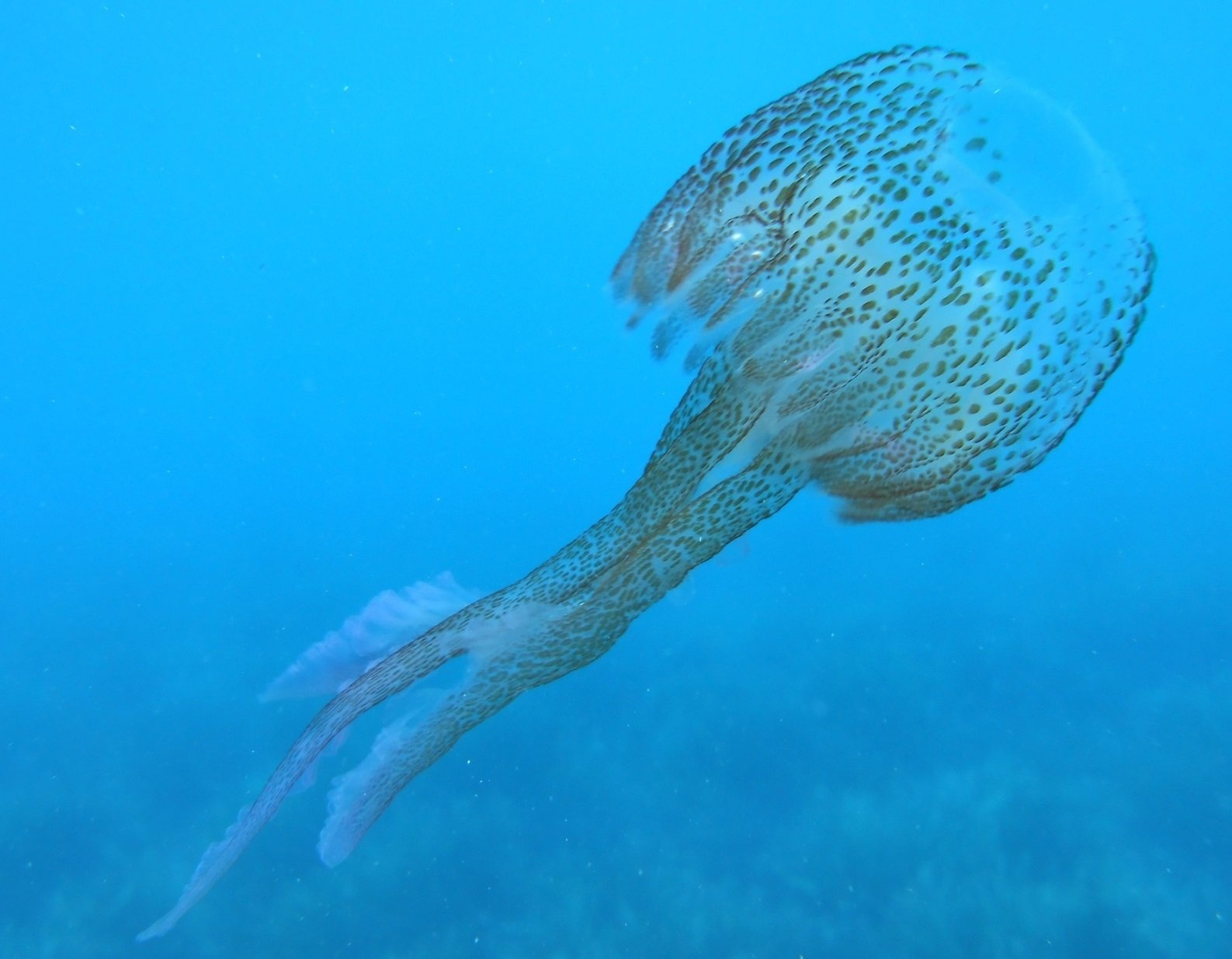 Auge de las medusas en las playas catalanas, ¿por qué?