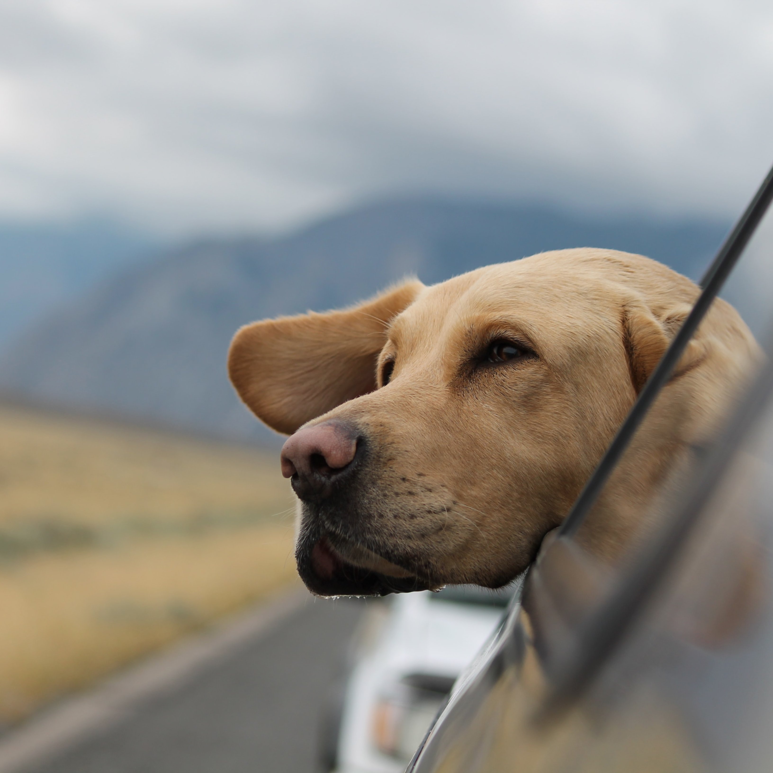 ¿Pueden ir los perros a las oficinas?