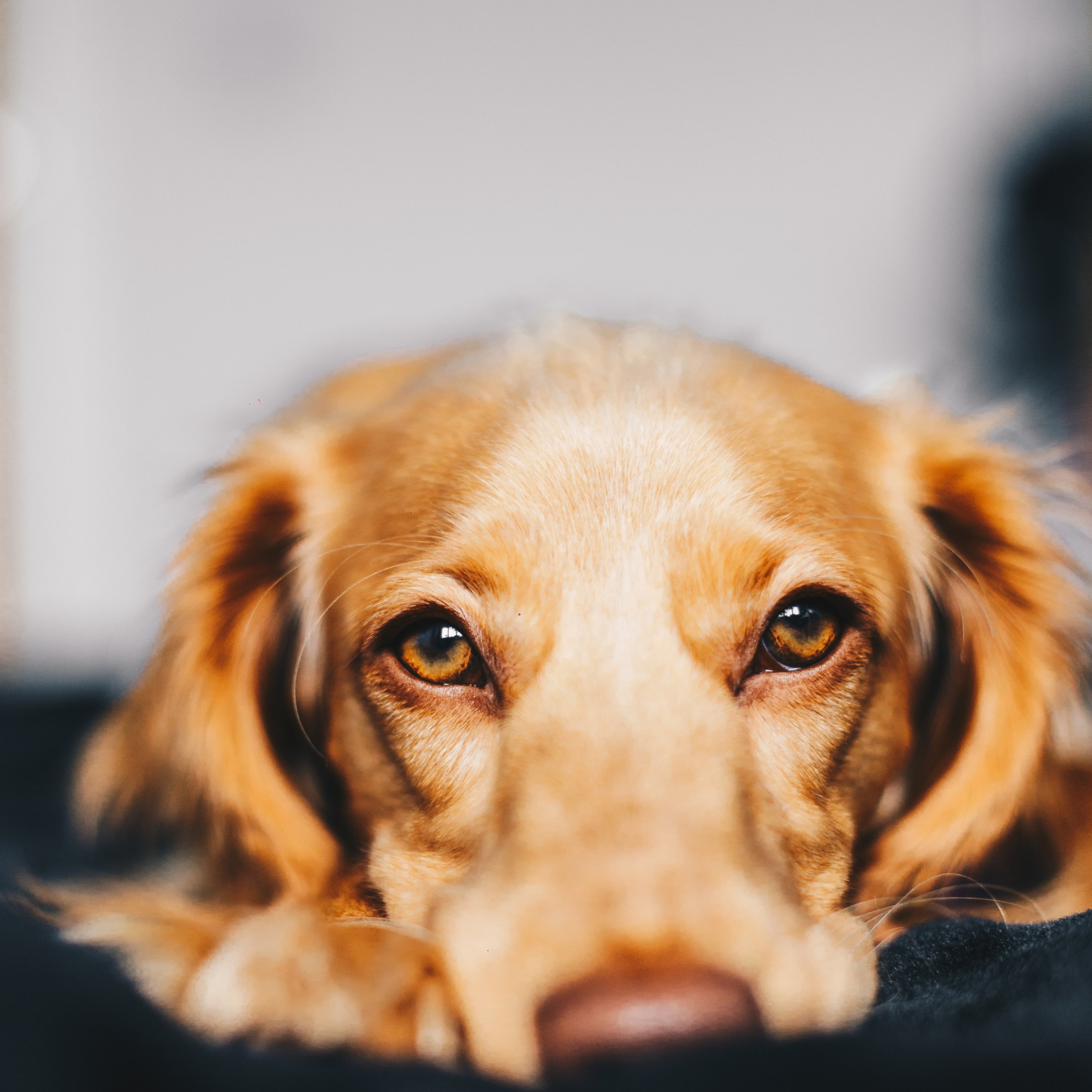 ¿Hasta que punto te echa de menos tu perro?