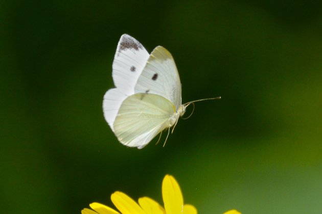 Una mariposa aleteando / Unsplash