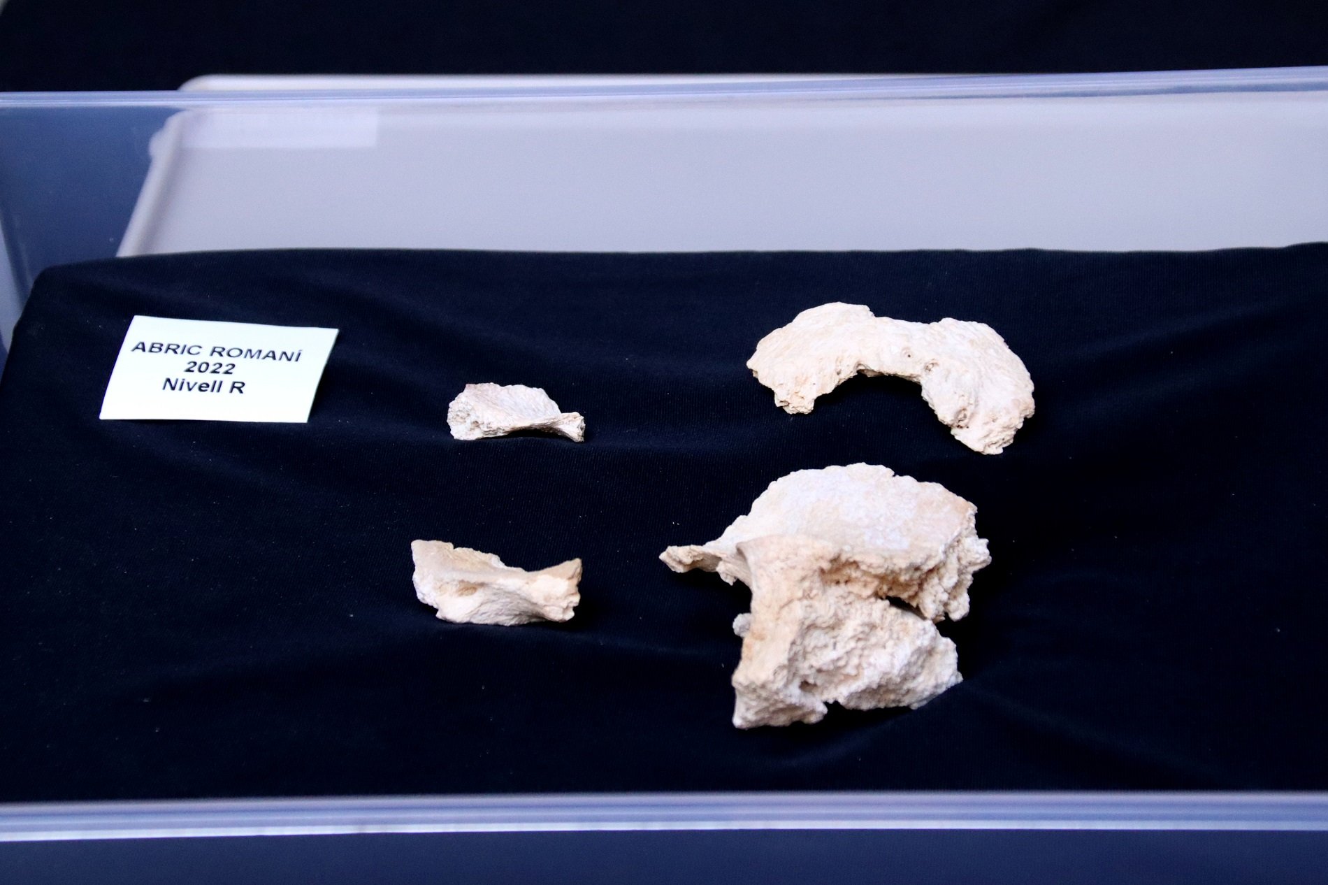 Descobert un crani de neandertal de més de 60.000 anys a Capellades