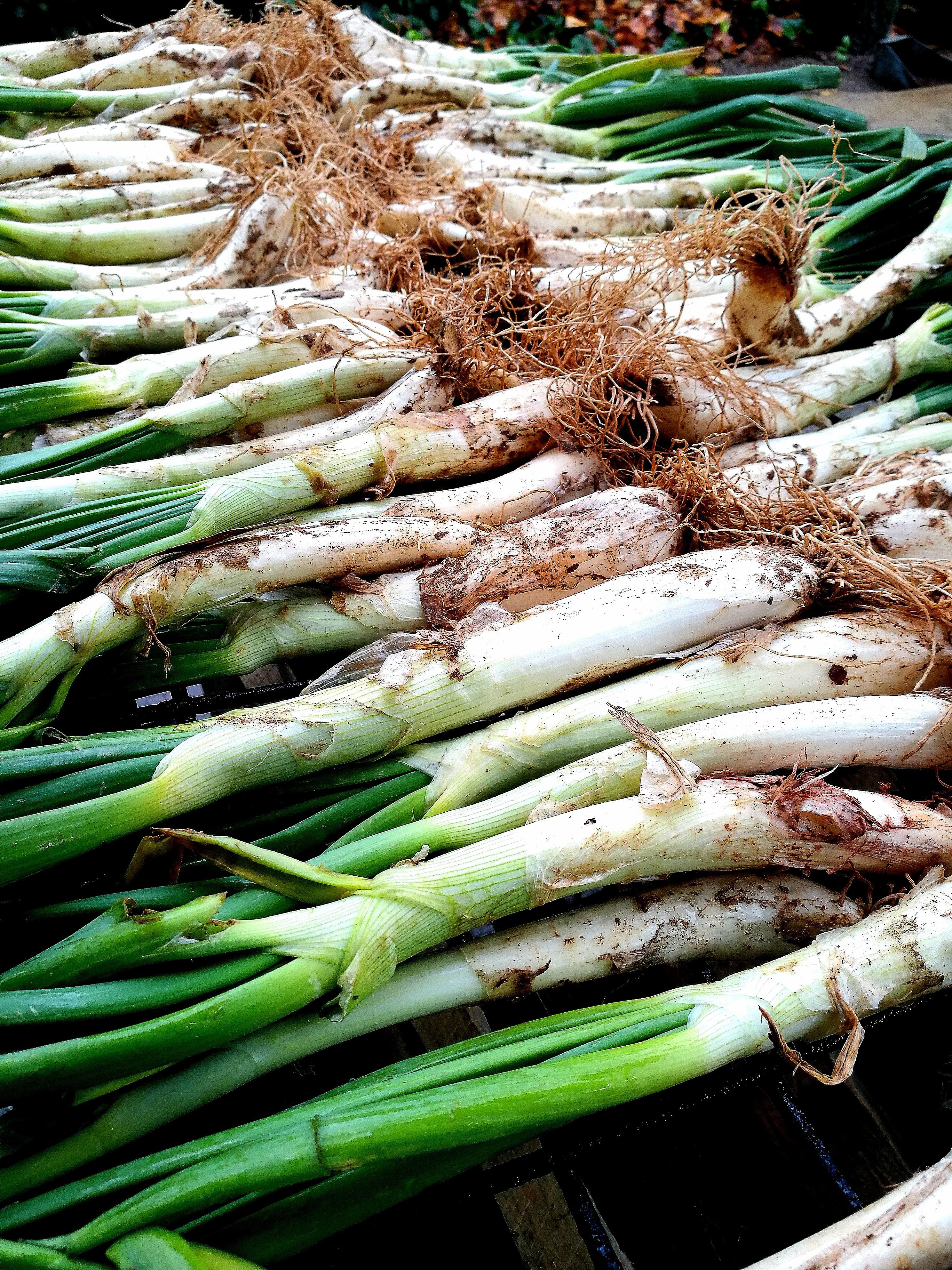 calçots ingredients La Gourmeteria / Foto: Flickr