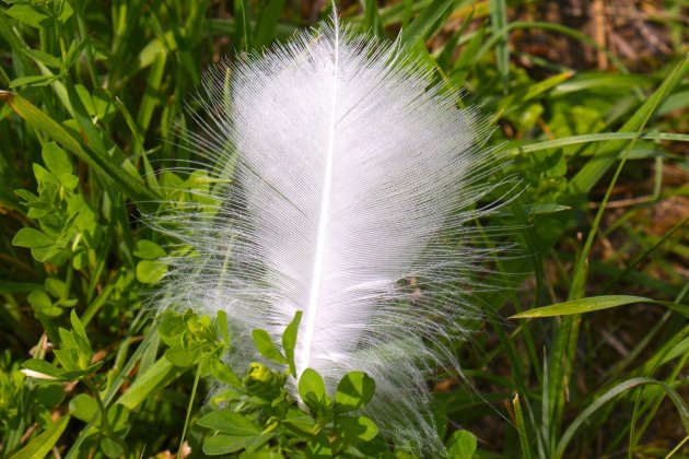 feather_SusanneJutzeler_Pixabay feather_SusanneJutzeler_Pixabay