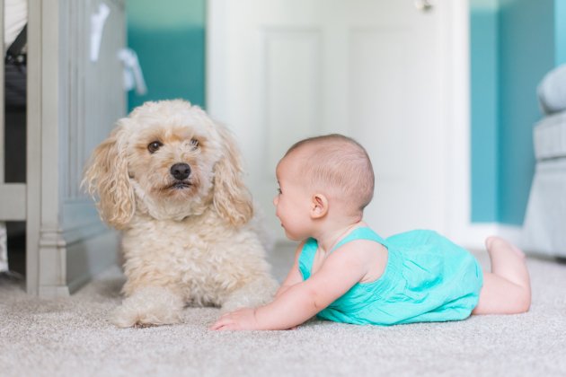 Un bebé juega con un perro / Unsplash
