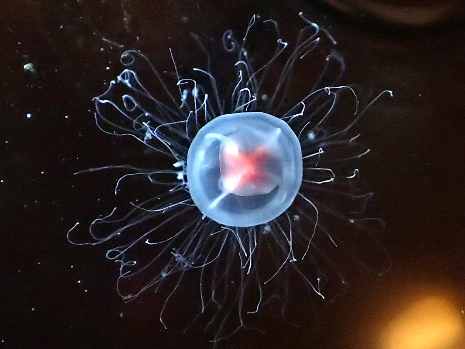 Descifran el genoma de la medusa 'inmortal', clave en la lucha contra el envejecimiento