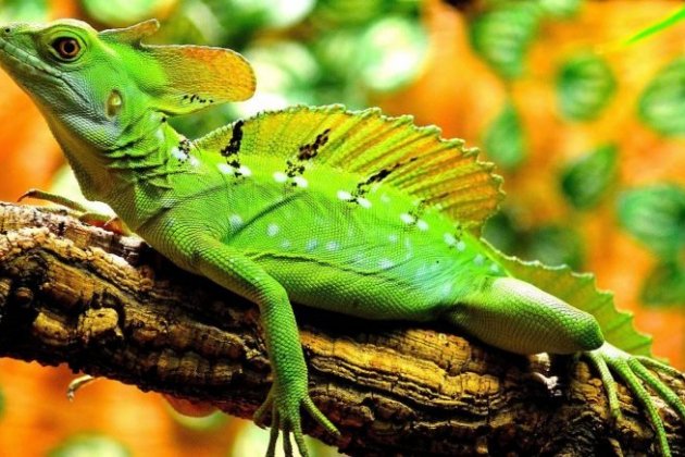 Reptiles Reptiles