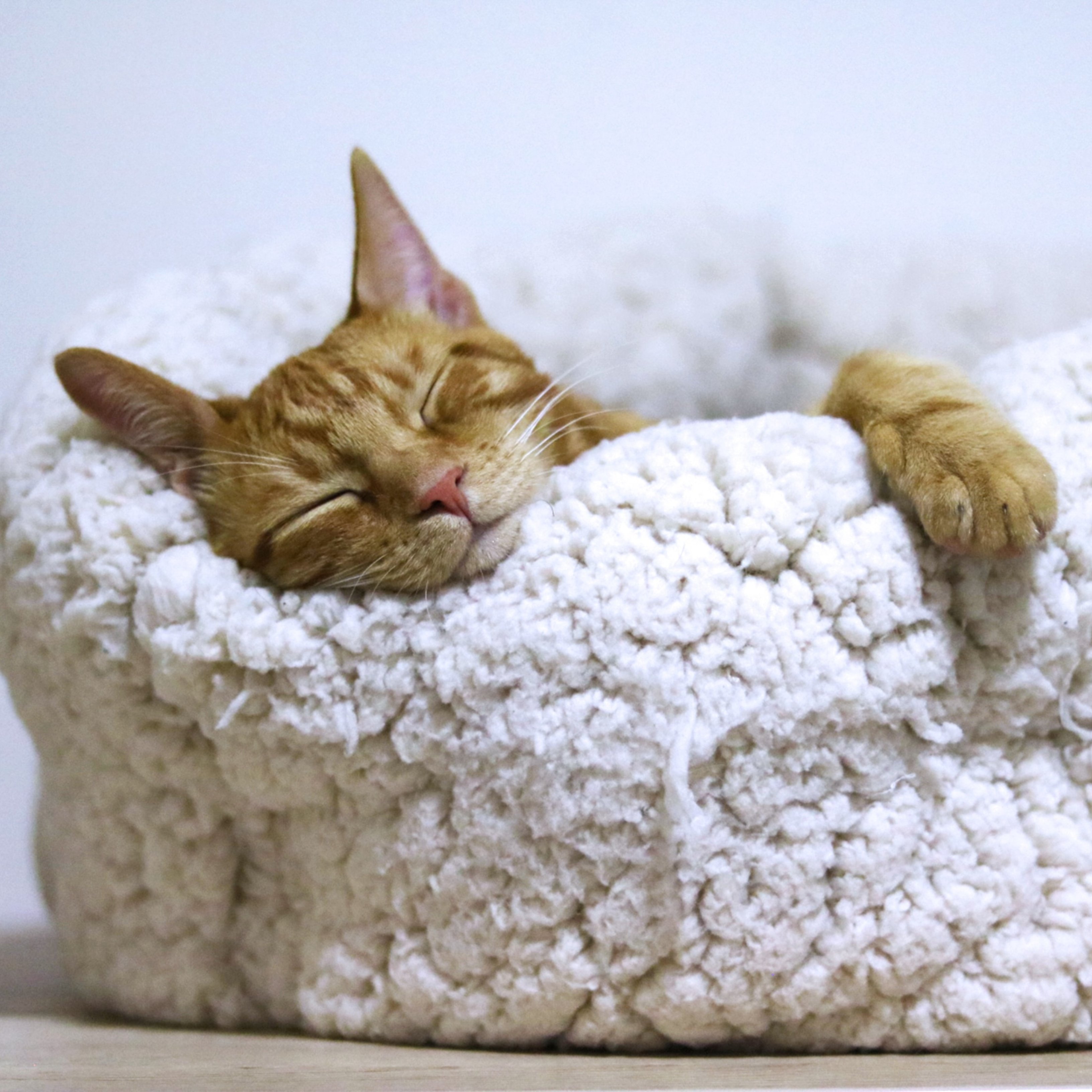 Estàs preocupat perquè el teu gat dorm molt durant el dia?
