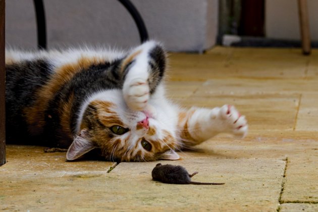 Gato cazando un ratón / Unsplash