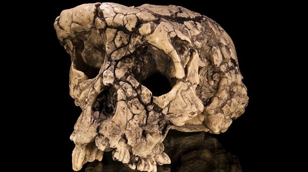 Sahelanthropus tchadensis Sahelanthropus tchadensis
