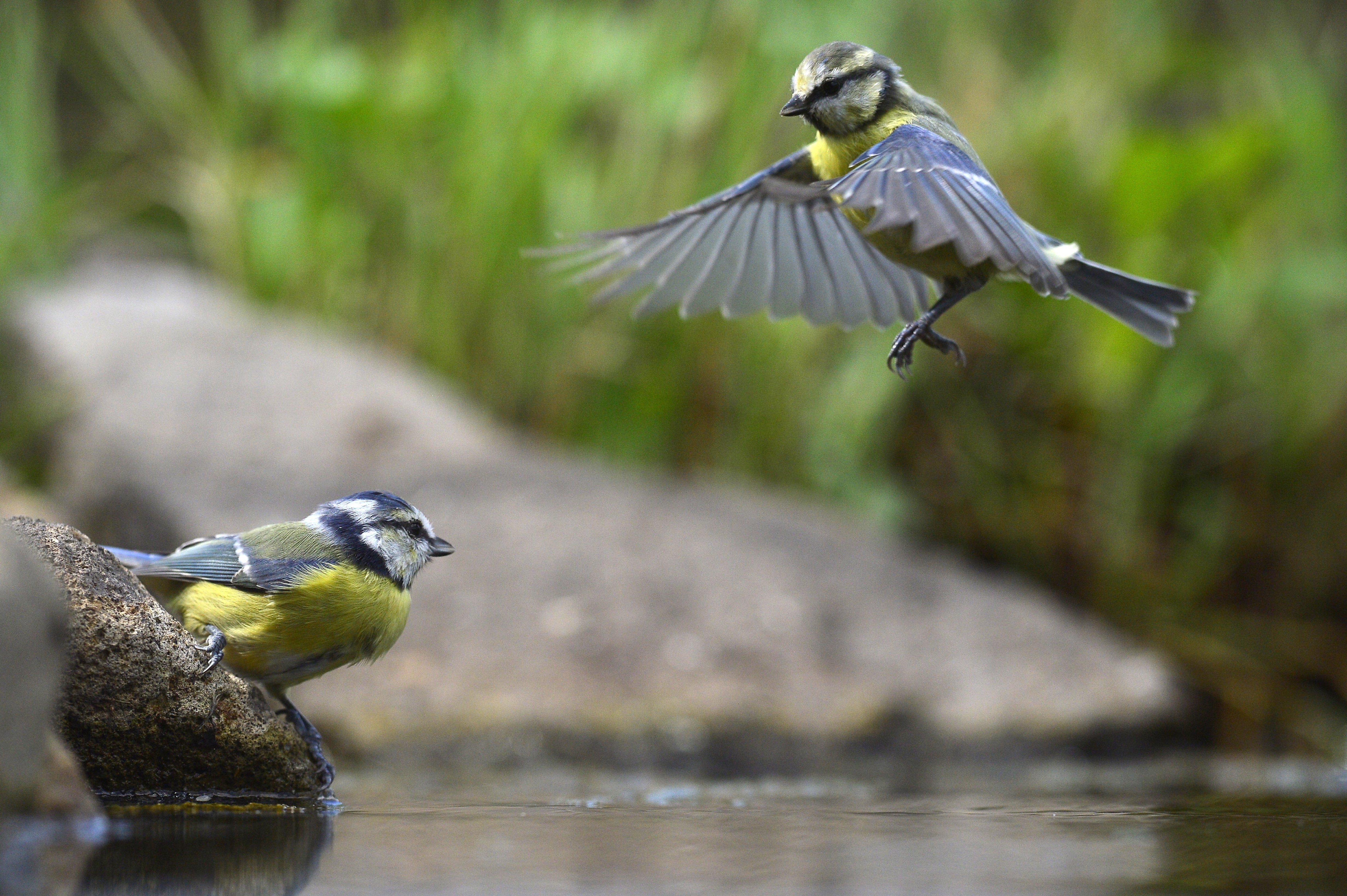 Tiszaalpar (Hongria)