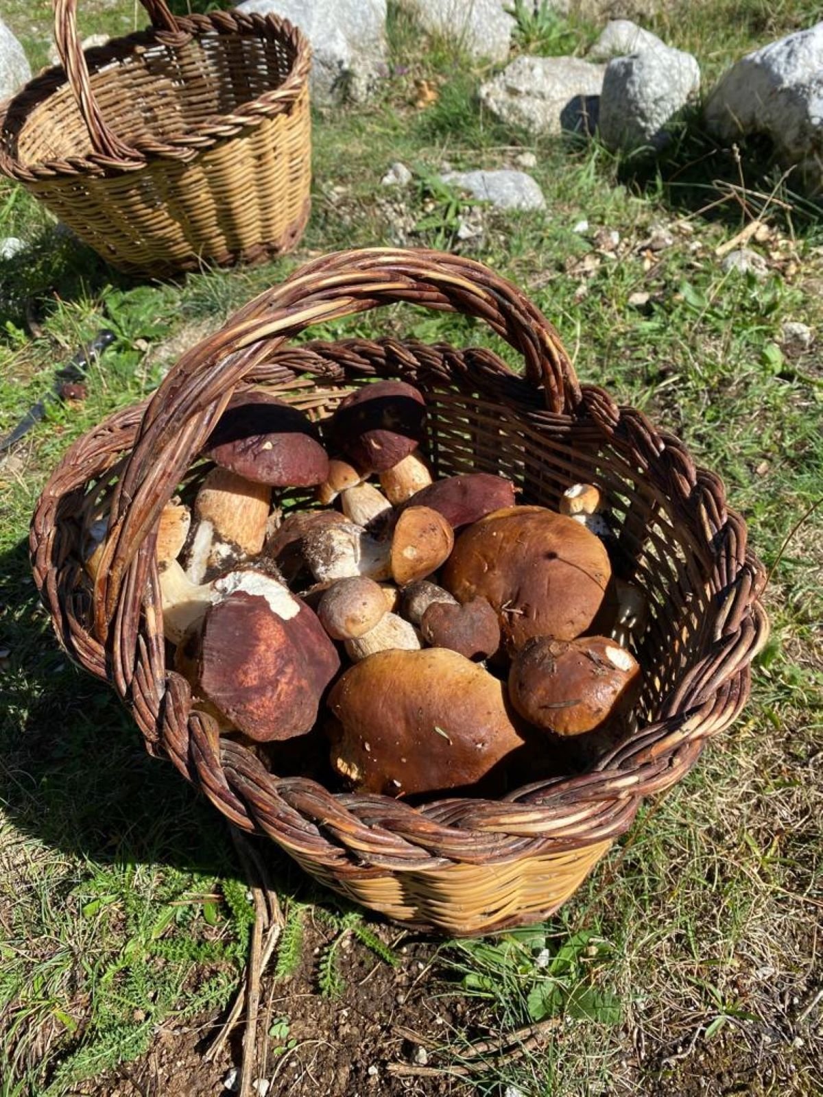 Cepas|Vides encontradas en el Ripollès septiembre 2022 / Foto: @XRosich Twitter Cepas|Vides encontradas en el Ripollès septiembre 2022 / Foto: @XRosich Twitter