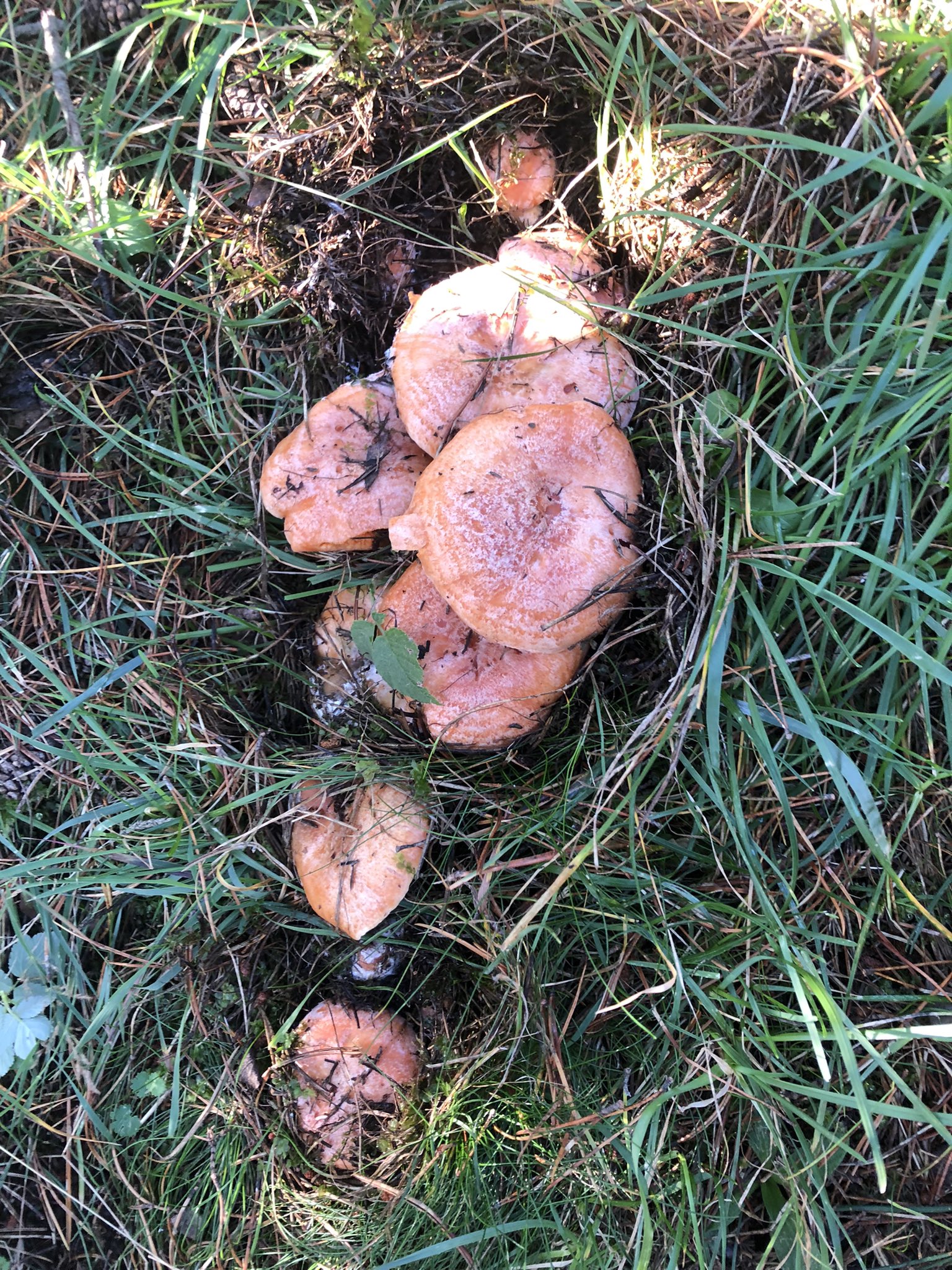 Rovellons a la Cerdanya setembre 2022 / Foto: @DavidGargante Twitter