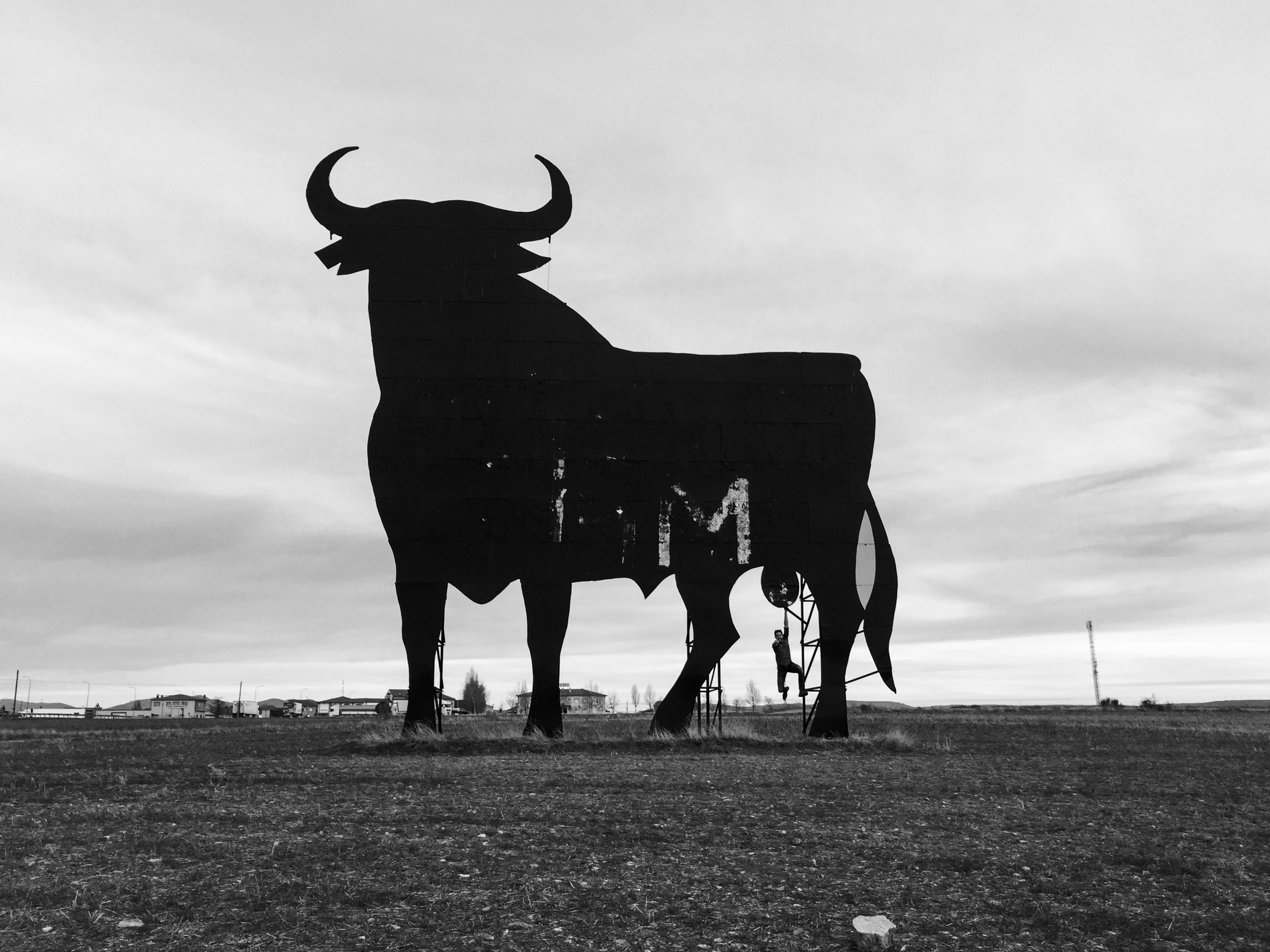 El govern espanyol sol·licita a la Fiscalia que impedeixi la celebració del Toro de la Vega