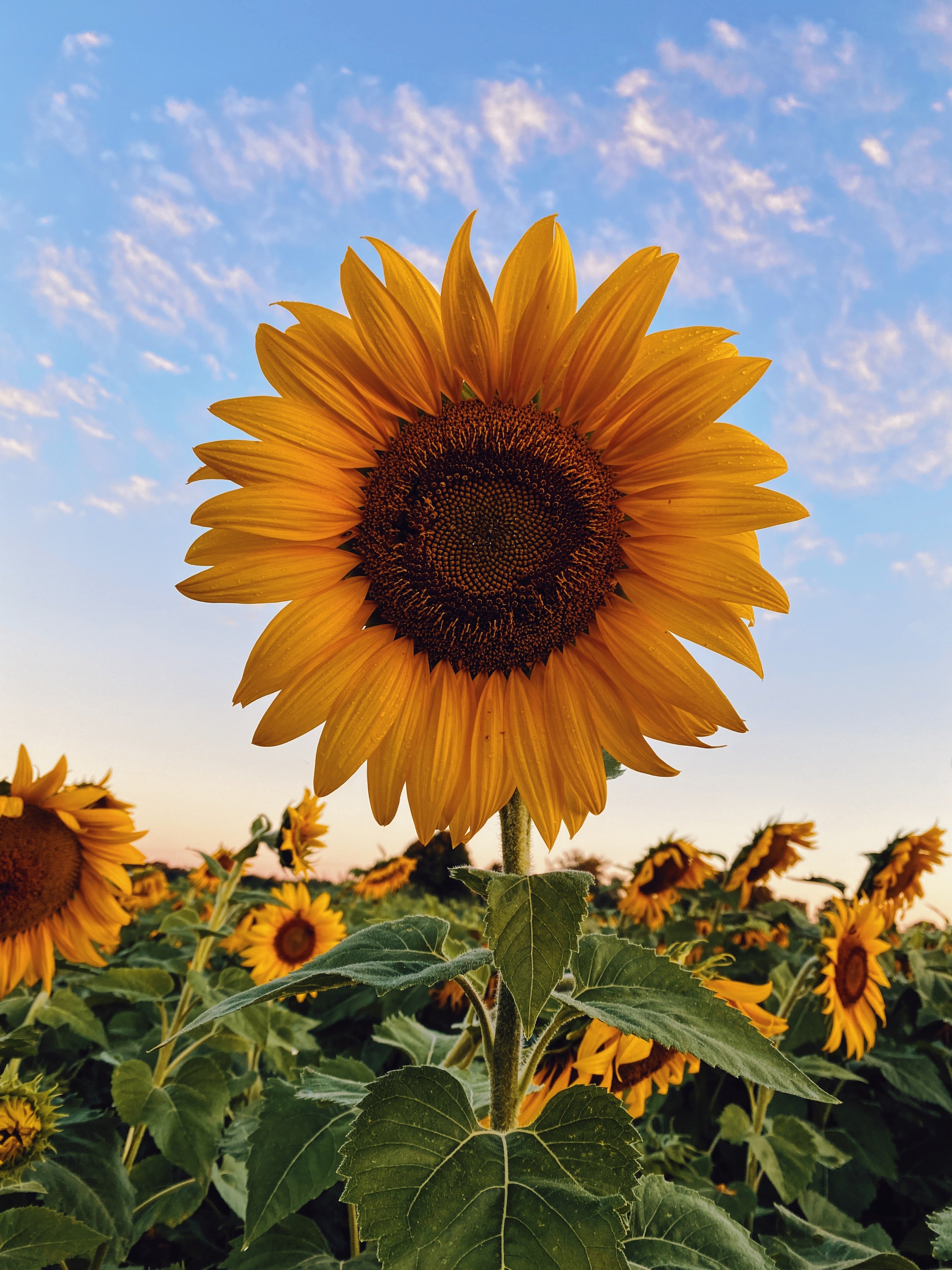 Cómo hacen los girasoles para seguir siempre el sol?