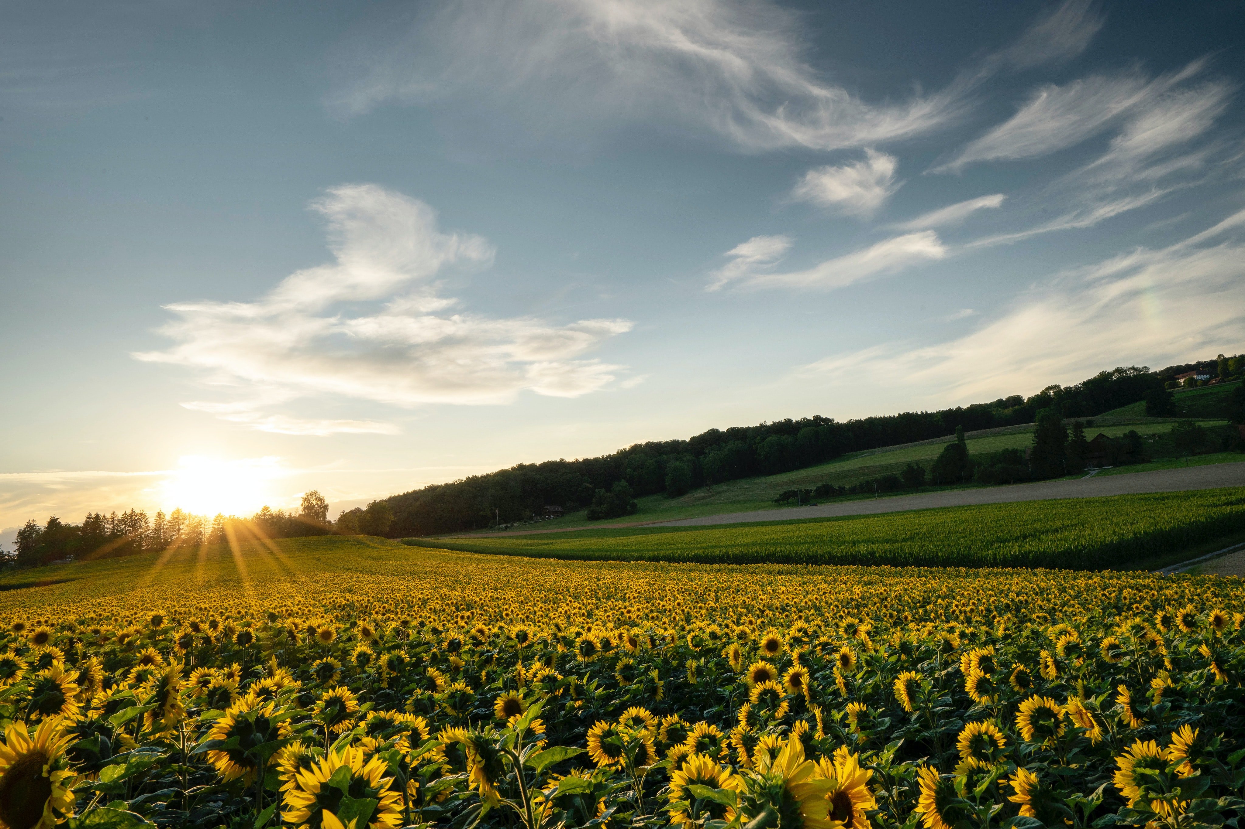 Campos de gira solamente Pascal Debrunner unsplash