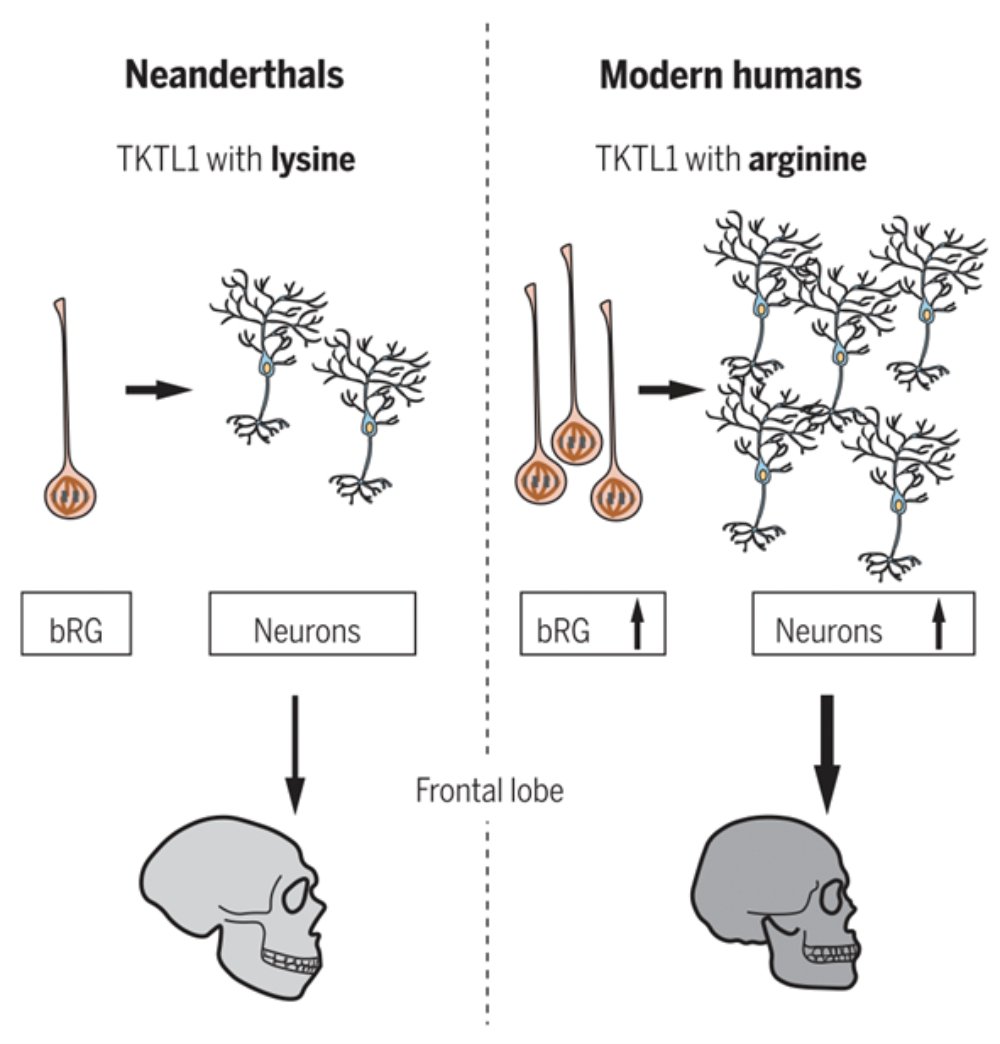 Precursores neuronales Precursores neuronales