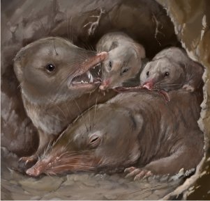Brasilodon Brasilodon