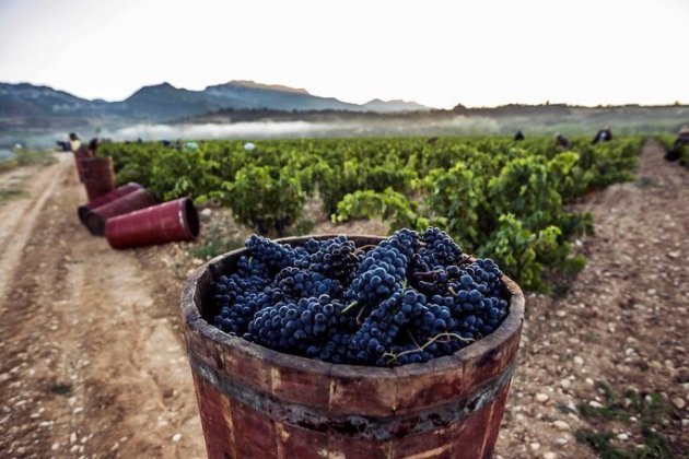 Viñedos de la Rioja Viñedos de la Rioja
